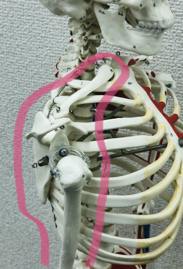 ゴリゴリ 肩 鳴る 甲骨 【肩こりのゴリゴリ音の正体】肩を回したときの音の原因を解説します