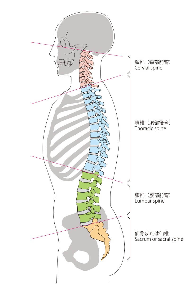 なぜ姿勢なのか Part1 背骨は脊髄 神経の束 を守るトンネル 仲野整体 整體 東京青山