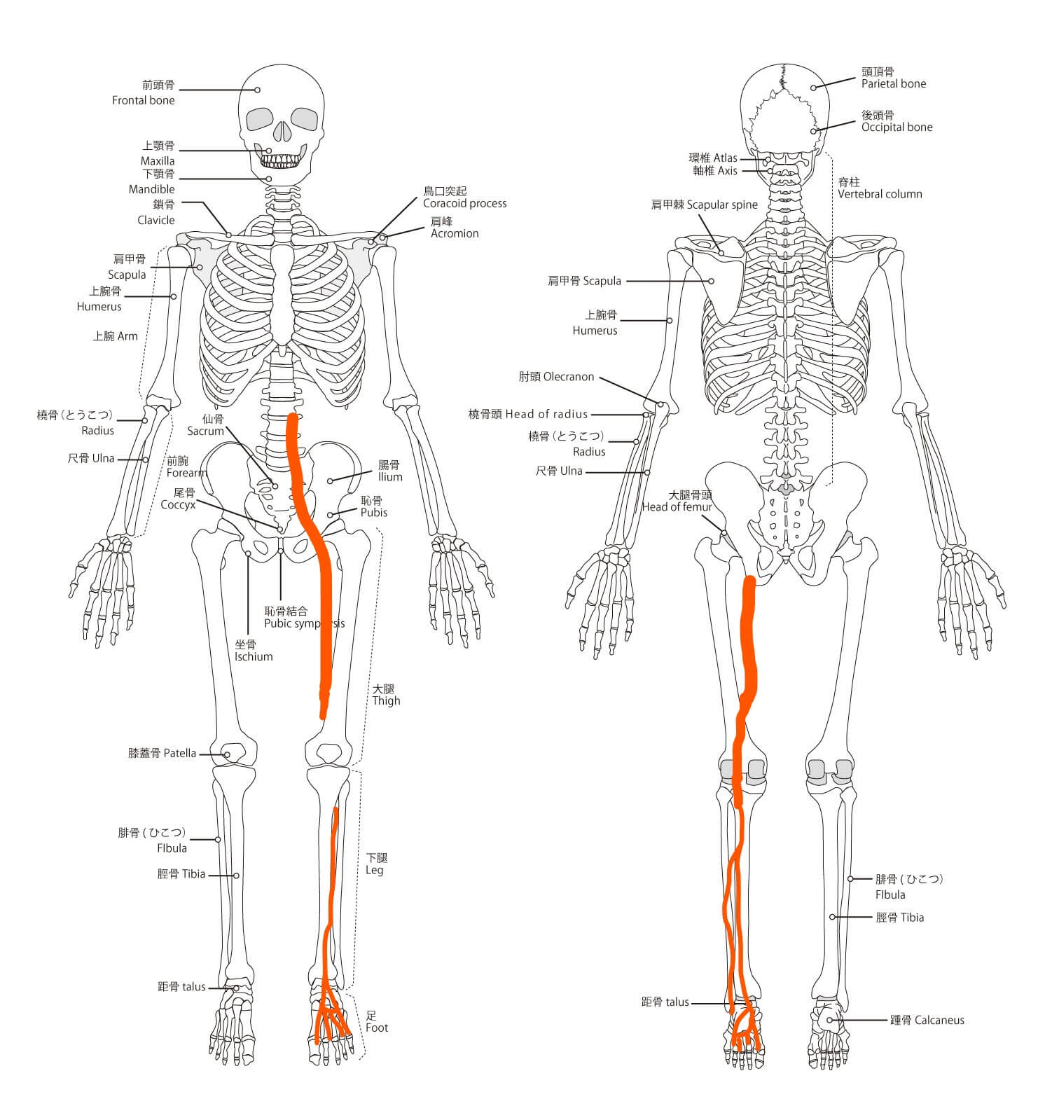 足が冷えます 姿勢治療家の解剖学で足の不調の原因を学びましょう 骨格 仲野整体 整體 東京青山 仲野整体 整體 東京青山
